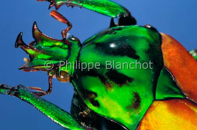Neptunides pocychrous.JPG - in "Portraits d'insectes" ed. SeuilNeptunides pocychrousCetoineFlower beetleColeopteraCetoniidaeTanzanie